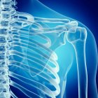 Illustrazione dell'articolazione della spalla nello scheletro umano su sfondo blu . — Foto stock