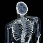 Иллюстрация позвоночника в скелете человека
. — стоковое фото
