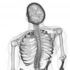 Ilustración de huesos de la espalda en el esqueleto humano . - foto de stock