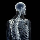 Ilustração dos ossos das costas no esqueleto humano sobre fundo preto . — Fotografia de Stock