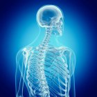 Illustration von Rückenknochen im menschlichen Skelett. — Stockfoto