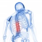 Illustration von Rückenknochen im menschlichen Skelett auf weißem Hintergrund. — Stockfoto