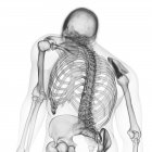 Ilustración de los huesos de la espalda en el esqueleto humano sobre fondo blanco . - foto de stock