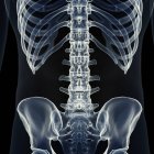 Ілюстрація поперекового відділу хребта в скелет людини. — стокове фото
