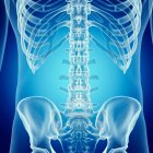 Illustrazione della colonna vertebrale lombare nello scheletro umano . — Foto stock