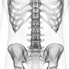 Ilustração da coluna lombar no esqueleto humano sobre fundo branco . — Fotografia de Stock