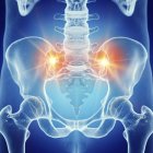 Illustration of painful sacrum joint in human skeleton. — Stock Photo