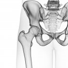 Illustration of hip joint in human skeleton on white background. — Stock Photo
