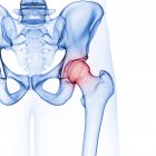Illustration de l'articulation de la hanche dans le squelette humain sur fond blanc . — Photo de stock