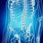 Иллюстрация нижней части спины в человеческом скелете на синем фоне
. — стоковое фото