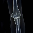 Illustrazione delle ossa del gomito nello scheletro umano . — Foto stock