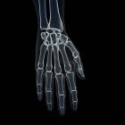 Ilustração dos ossos da mão no esqueleto humano . — Fotografia de Stock