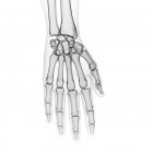 Ilustração dos ossos dos dedos no esqueleto humano . — Fotografia de Stock