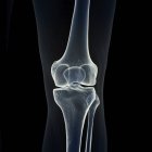 Illustration des os du genou dans le squelette humain sur fond noir . — Photo de stock