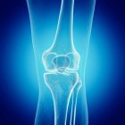Illustrazione delle ossa del ginocchio nello scheletro umano su sfondo blu . — Foto stock