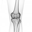 Иллюстрация костей колена в скелете человека на белом фоне . — стоковое фото
