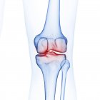 Ілюстрація кісток коліна в людському скелеті на білому тлі . — стокове фото