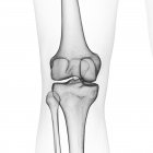 Illustration des os du genou dans le squelette humain sur fond blanc . — Photo de stock