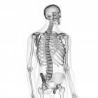Illustration du squelette humain sur fond blanc . — Photo de stock