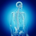 Ilustración del esqueleto humano sobre fondo azul . - foto de stock