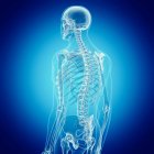Illustration of human spine in human skeleton. — Stock Photo