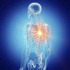 Illustration of painful back in human skeleton. — Stock Photo