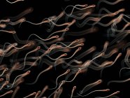 Abbildung menschlicher Spermien auf schwarzem Hintergrund. — Stockfoto
