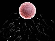 Ilustración de espermatozoides fertilizantes óvulos humanos . - foto de stock
