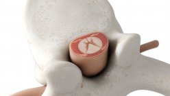 Ilustración de la vértebra espinal humana sobre fondo blanco . - foto de stock