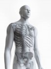 Illustration of human male skeleton on white background. — Stock Photo