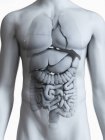 Ilustración anatómica de la silueta corporal masculina con órganos visibles sobre fondo blanco . - foto de stock