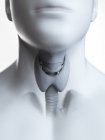 Ilustração da glândula tireóide na silhueta da garganta masculina . — Fotografia de Stock