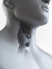Illustration of thyroid gland in male throat silhouette. — Stock Photo
