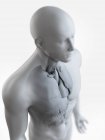 Illustration anatomique de la silhouette du corps masculin avec des organes visibles sur fond blanc . — Photo de stock