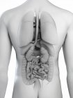 Анатомічна ілюстрація силуету чоловічого тіла з видимими органами на білому тлі . — стокове фото
