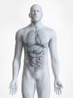 Анатомическая иллюстрация силуэта мужского тела с видимыми органами на белом фоне . — стоковое фото