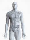 Illustrazione dello scheletro maschile umano su sfondo bianco . — Foto stock