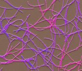 Micrographie électronique à balayage coloré de bactéries à Gram positif anthrax en forme de bâtonnet connues sous le nom de Bacillus anthracis . — Photo de stock