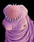 Micrografía electrónica de barrido de cabeza de lombriz solitaria de cerdo parásito intestinal
. - foto de stock