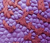 Micrographie électronique à balayage coloré de la surface de la trompe de Fallope humaine avec épithélium des cellules cylindriques avec cils
. — Photo de stock
