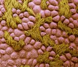 Micrografía electrónica de barrido de color de la superficie de la trompa de Falopio humana con epitelio de células columnares con cilios . - foto de stock