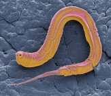 Caenorhabditis elegans parassita verme, micrografo elettronico a scansione colorata . — Foto stock