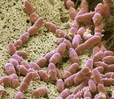 Micrografo elettronico a scansione colorata di batteri anaerobici Streptococcus mutans nella normale flora batterica della bocca . — Foto stock