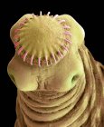 Micrografía electrónica de barrido de cabeza de lombriz solitaria de cerdo parásito intestinal . - foto de stock