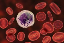 Basophile weiße Blutkörperchen und rote Blutkörperchen, digitale Illustration. — Stockfoto