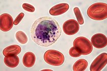 Basófilos glóbulos blancos y glóbulos rojos, ilustración digital
. - foto de stock