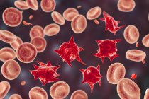 Ilustração de glóbulos vermelhos anormais conhecidos como acantócitos de células de esporão
. — Fotografia de Stock