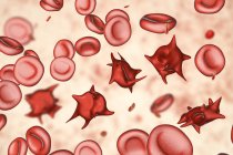 Illustration de globules rouges anormaux connus sous le nom d'acanthocytes éperons . — Photo de stock