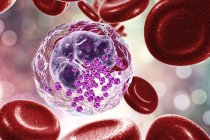 Базофильные лейкоциты и красные кровяные тельца, цифровая иллюстрация
. — стоковое фото