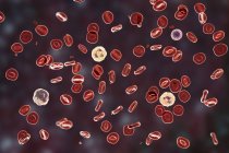 Illustration numérique montrant les globules rouges, les plaquettes, les neutrophiles, les monocytes et les lymphocytes dans le frottis sanguin normal
. — Photo de stock